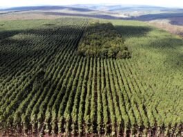 Setor florestal avança em MG e projeta ciclo 2026-2030