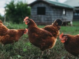 Exportação de frango reforça cadeia de nutrição