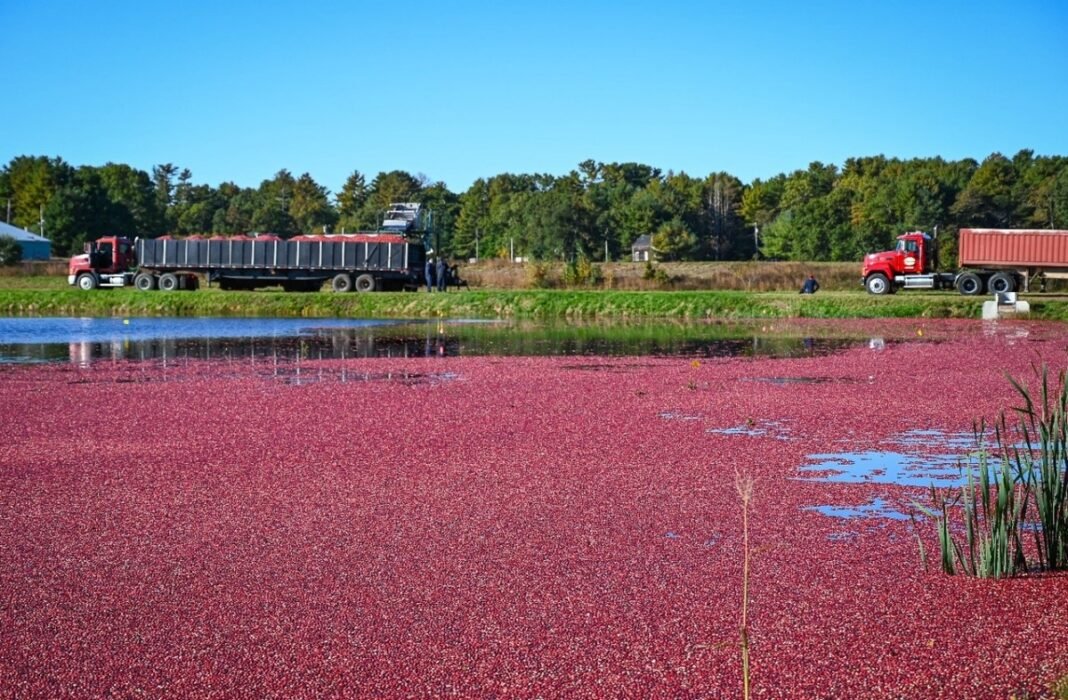 Cranberries impulsionam a cultura alimentar norte-americana Cranberries impulsionam a cultura alimentar norte-americana