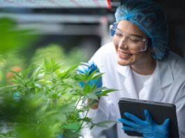 Cannabis medicinal amplia debate industrial no Brasil