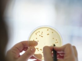 Probióticos em vez de antibióticos na produção animal