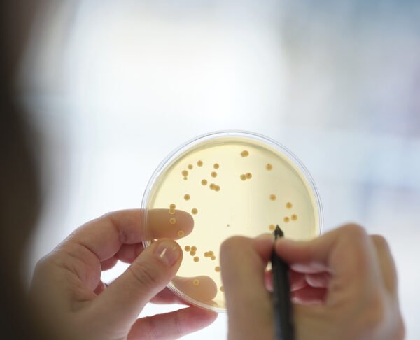 Probióticos em vez de antibióticos na produção animal