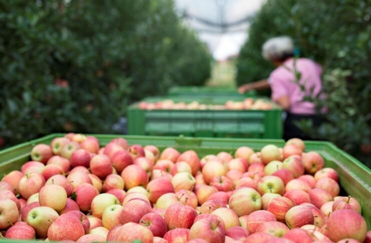 Umidade e a temperatura ameaçam exportação de alimentos