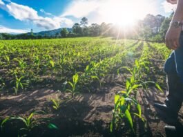 Novo El Niño reforça importância da gestão de riscos no agro