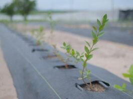 Golden Agro inicia colheita de mirtilos e aprova expansão