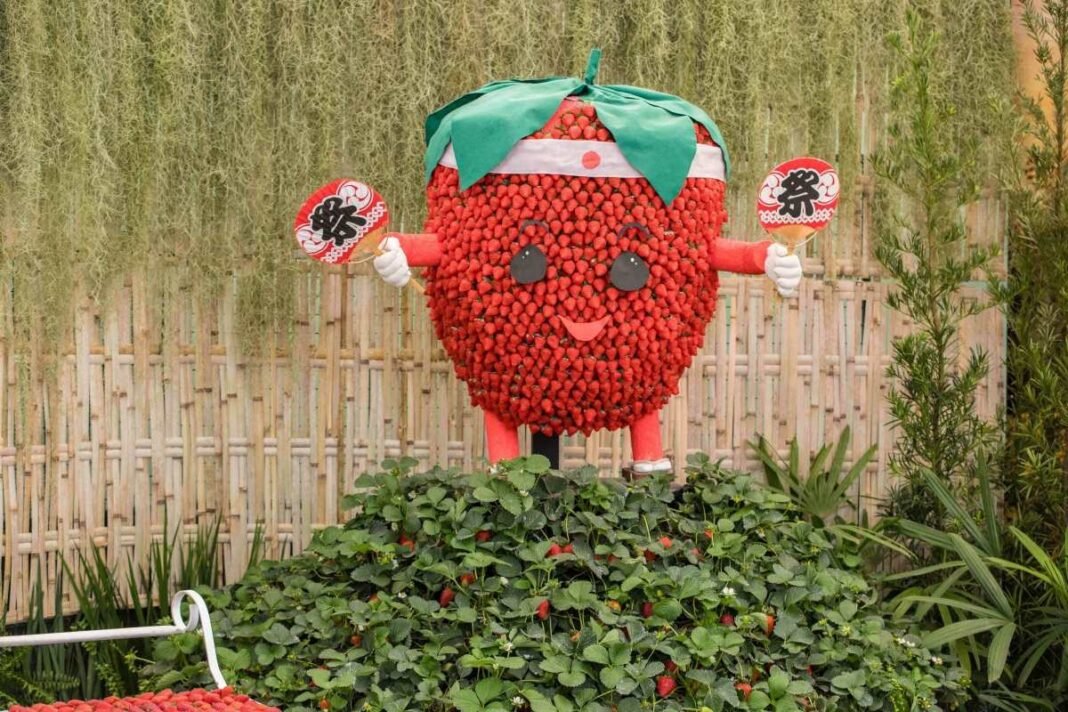 Festa de Flores e Morangos de Atibaia apresenta novidades Festa de Flores e Morangos de Atibaia apresenta novidades