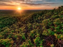 Ecora e BeZero elevam integridade no mercado de carbono